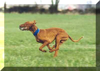 SLCCh Farao Anubis Ramses gaining his second Lure Coursing Certificate.